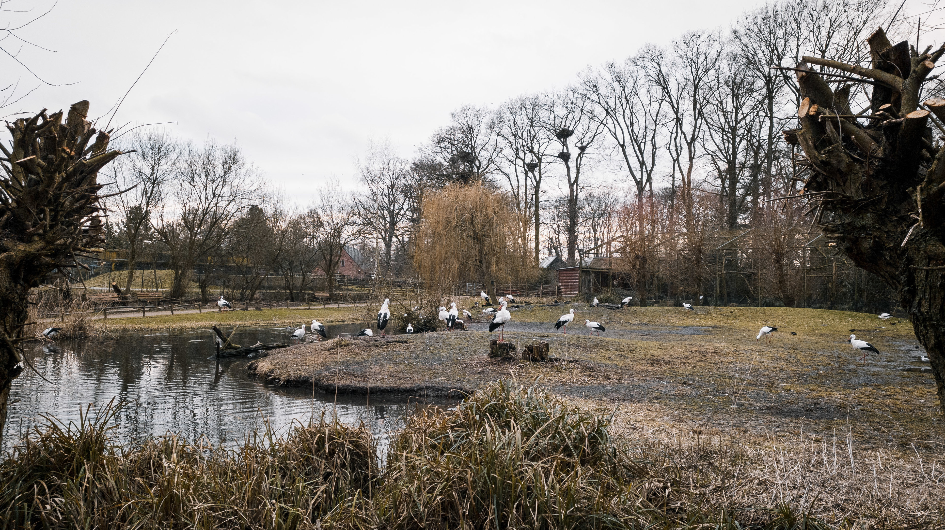 European White Storks