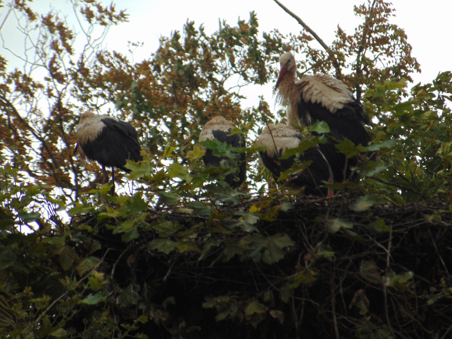 European White Storks