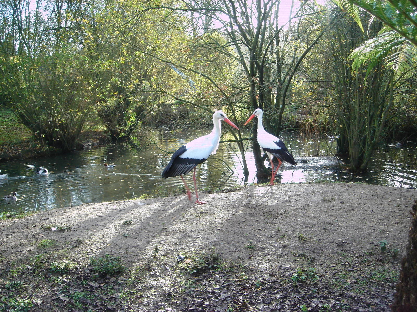 European White Storks