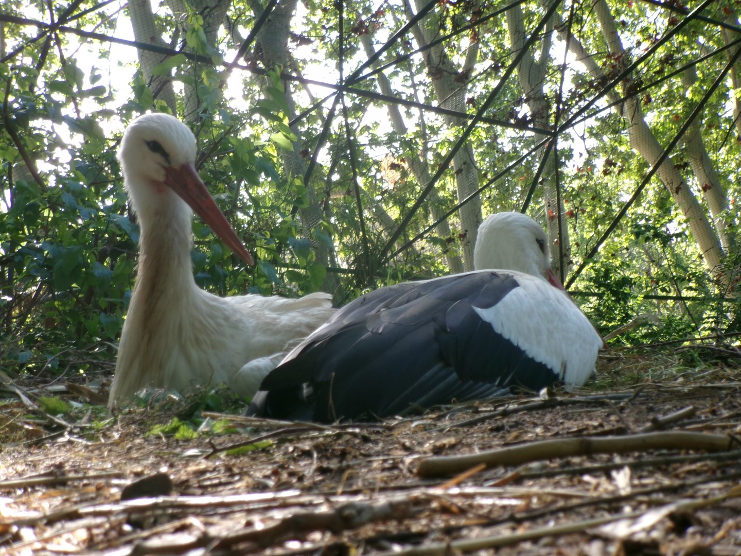 European white storks