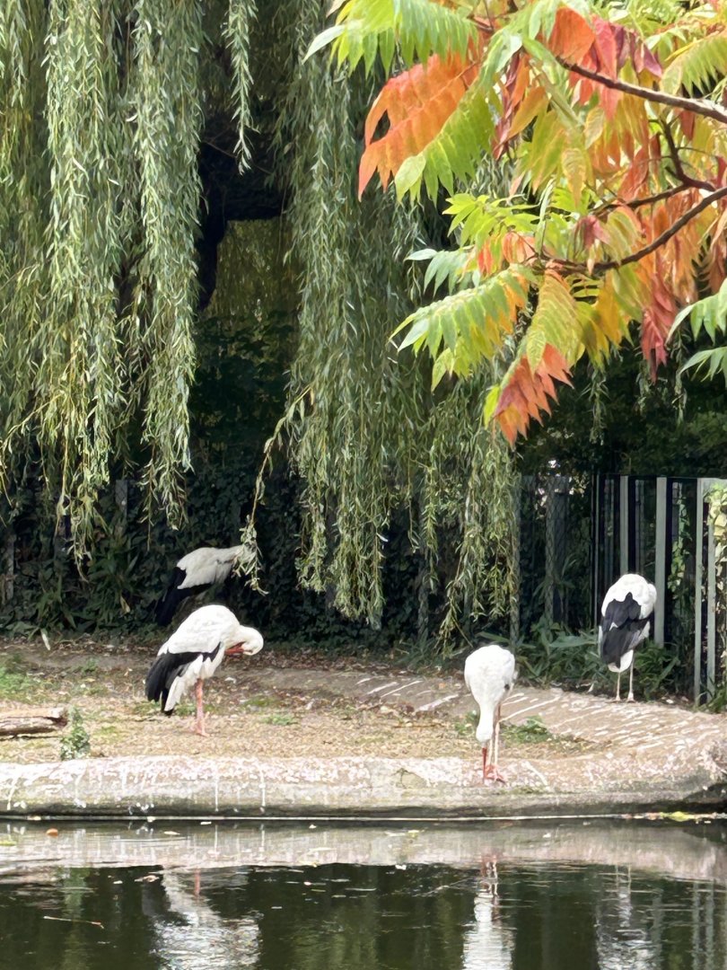 European white storks