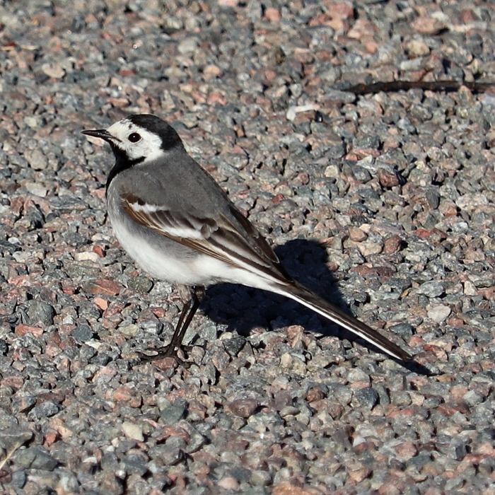 European white wagtail (Motacilla alba alba)