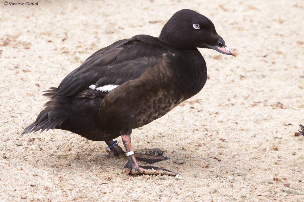 European white-winged scoter (Melanitta fusca) June 2012