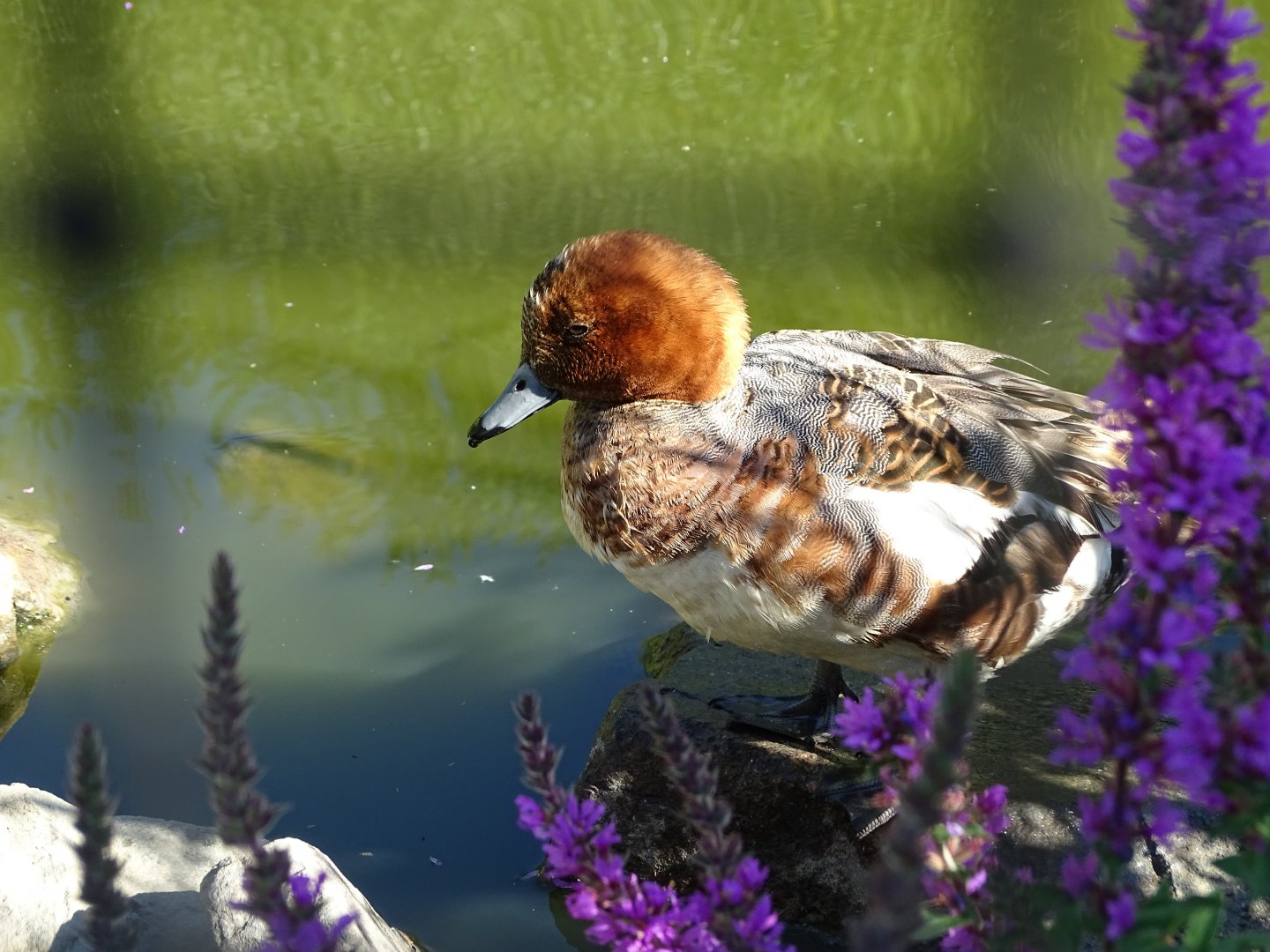 European wigeon (Mareca penelope)