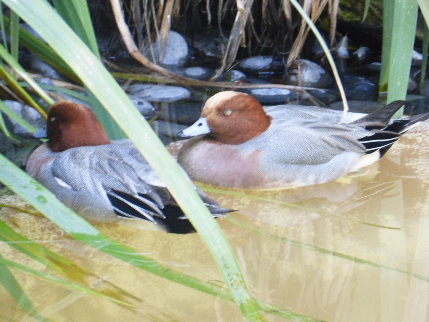 European wigeon