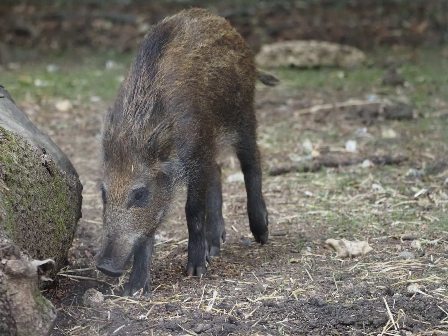 European Wild Boar 1