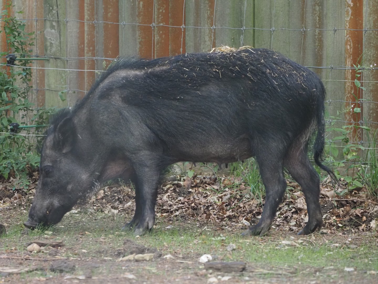 European Wild Boar 2