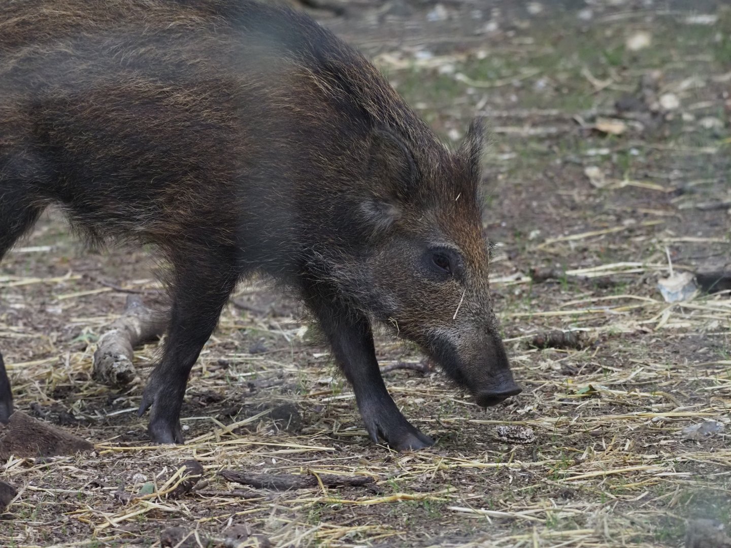 European Wild Boar 3