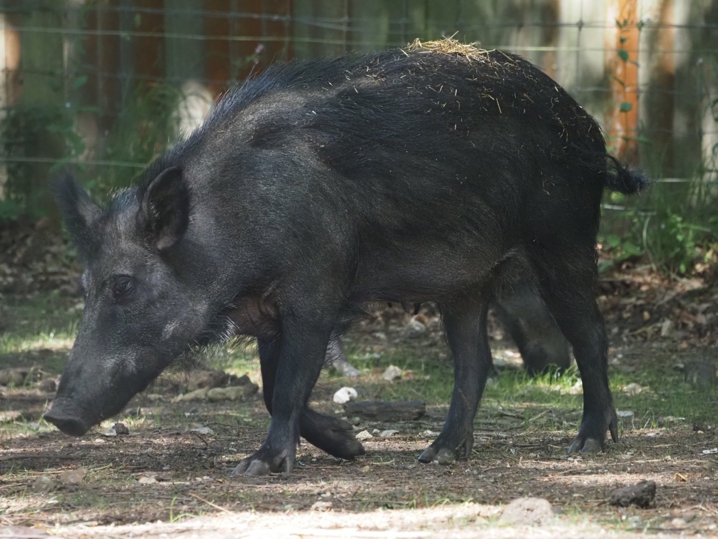 European Wild Boar 4