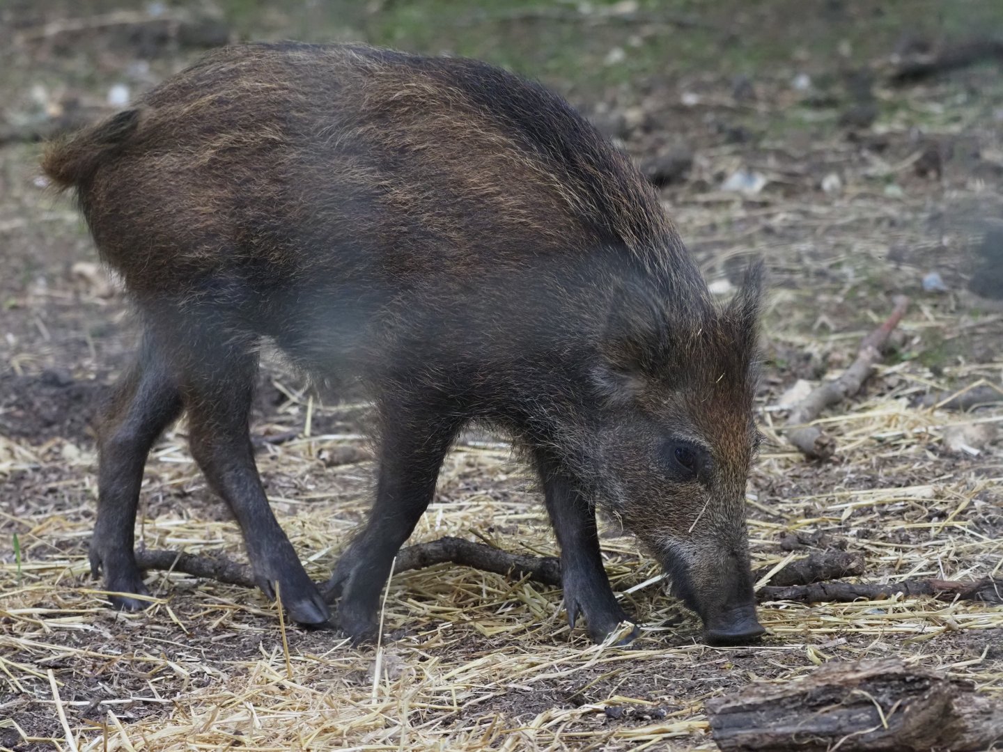 European Wild Boar 5
