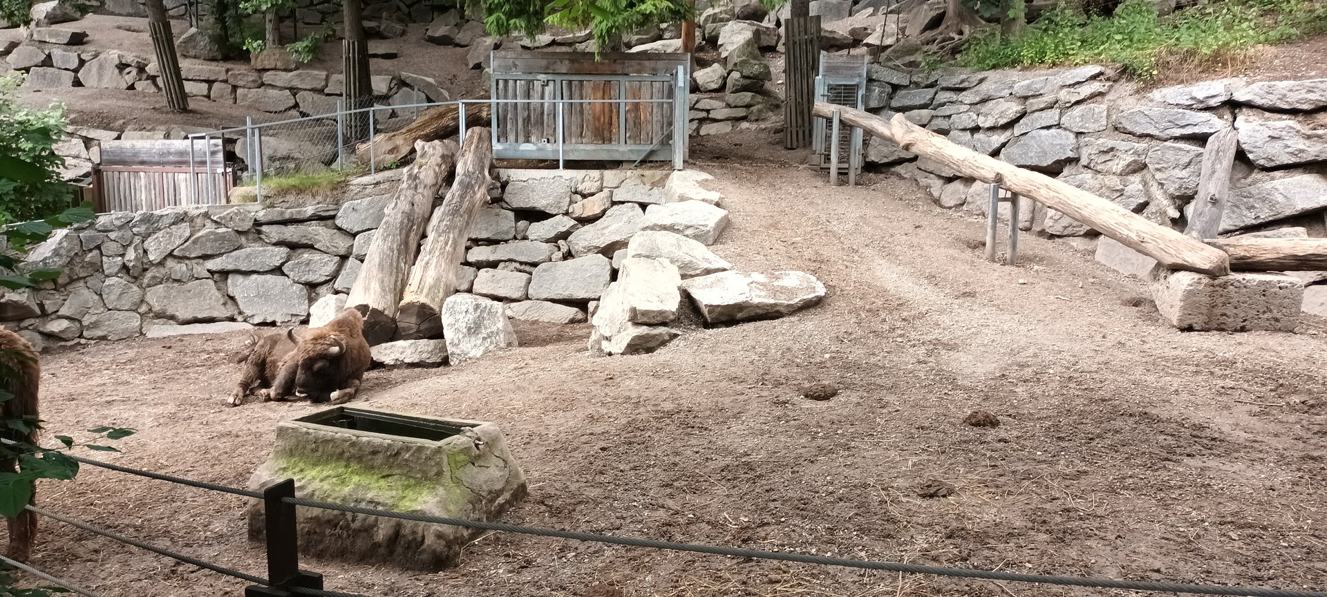 European Wild Boar and European Bison Enclosure