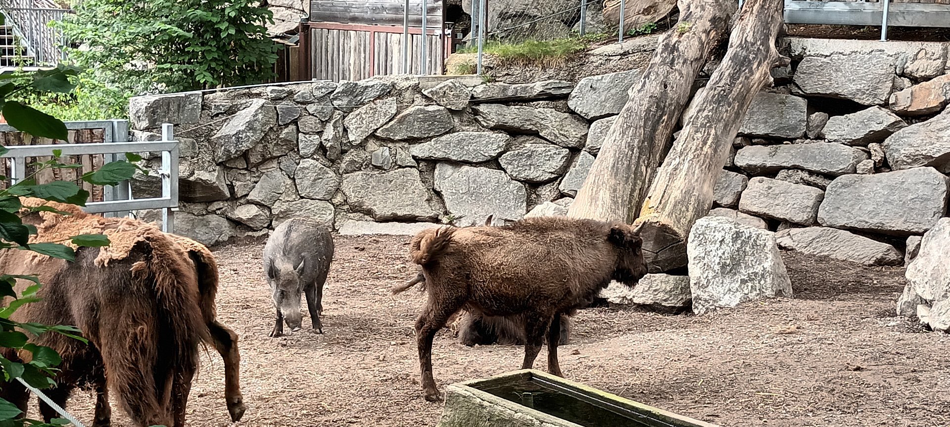 European Wild Boar and European Bisons