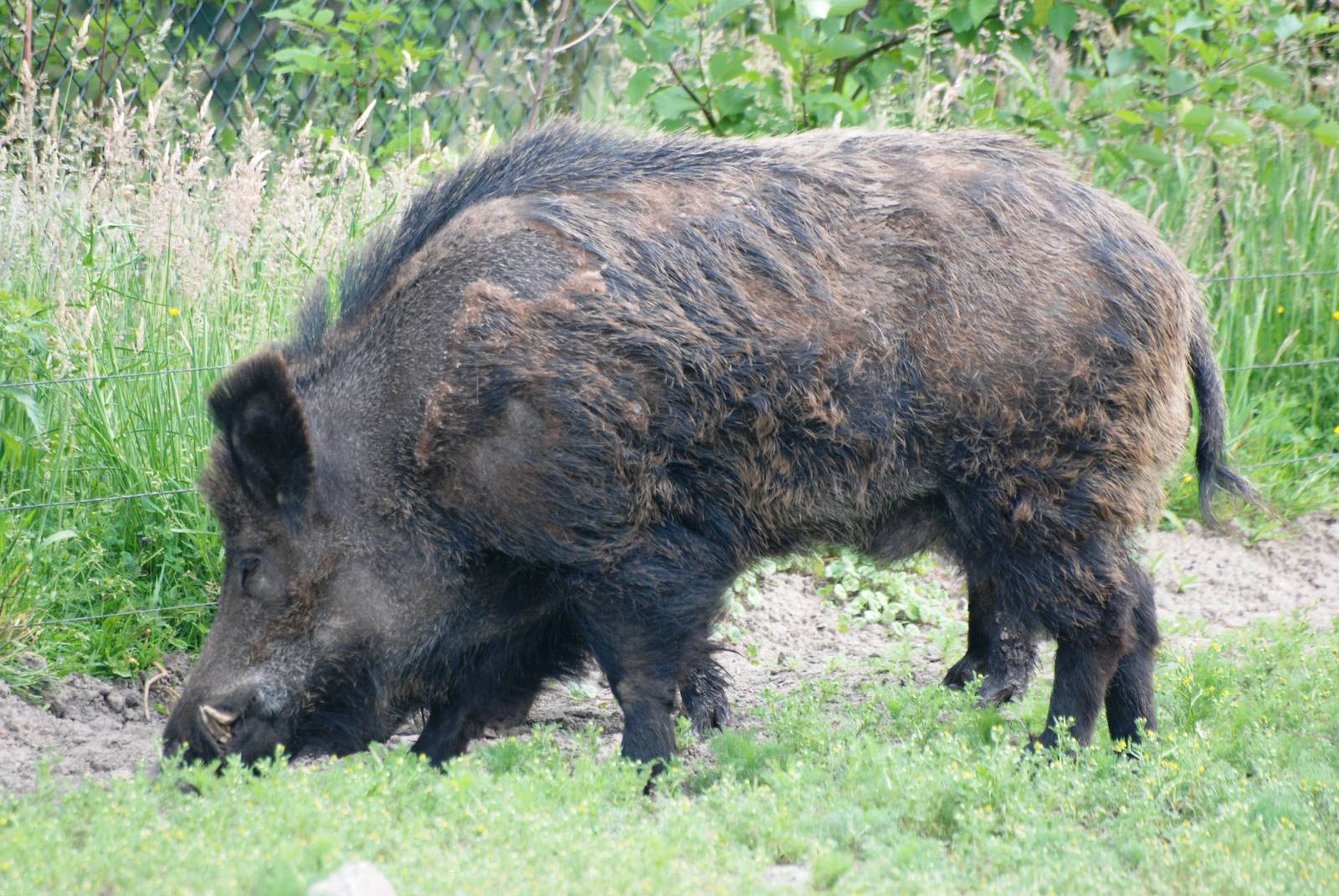 European Wild Boar at Dierenrijk, 31/05/12