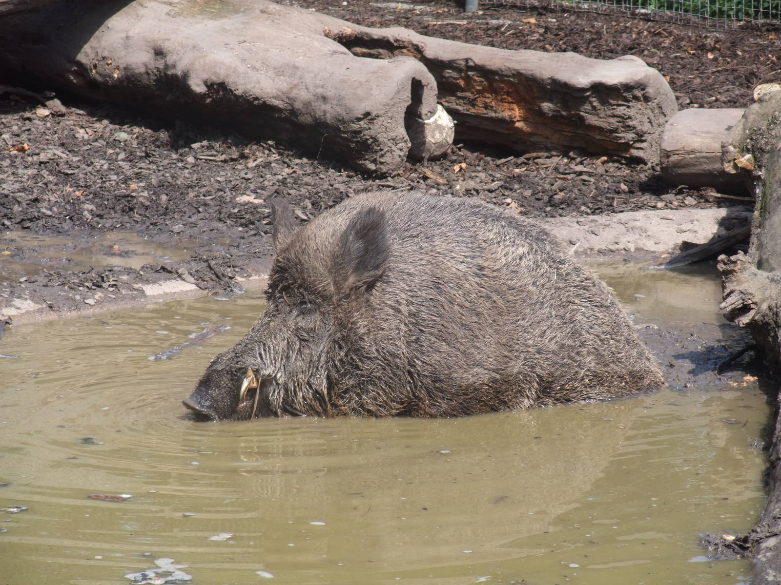 European Wild Boar at Wilhelma, Stuttgart 02/09/10