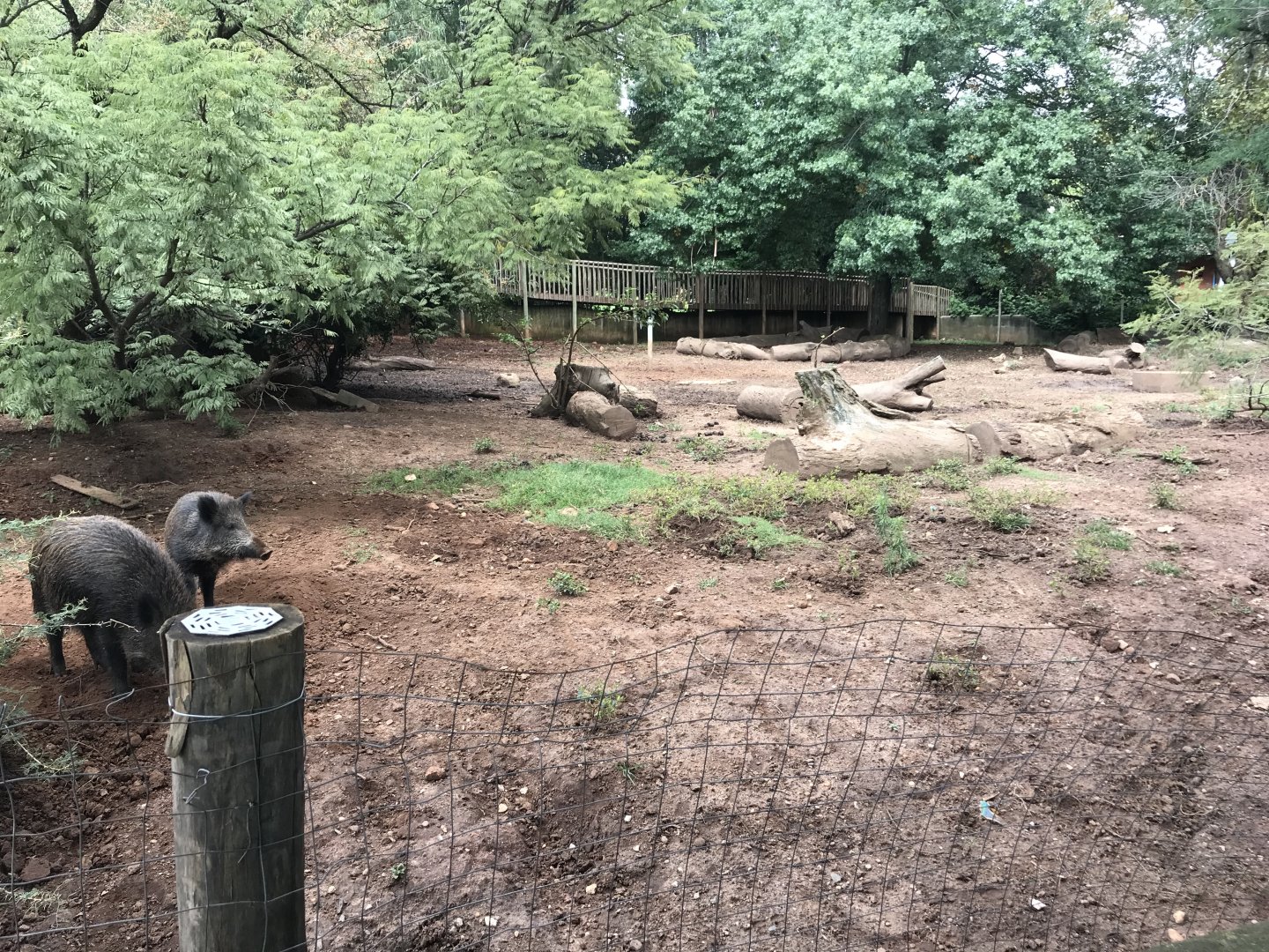 European Wild Boar Enclosure (Sus scrofa)