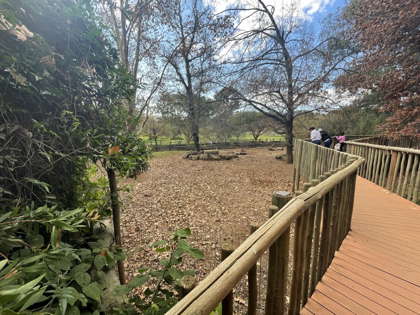 European Wild boar enclosure (Sus scrofa)