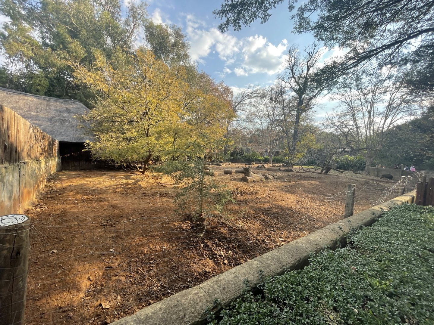 European Wild Boar Enclosure (Sus scrofa)