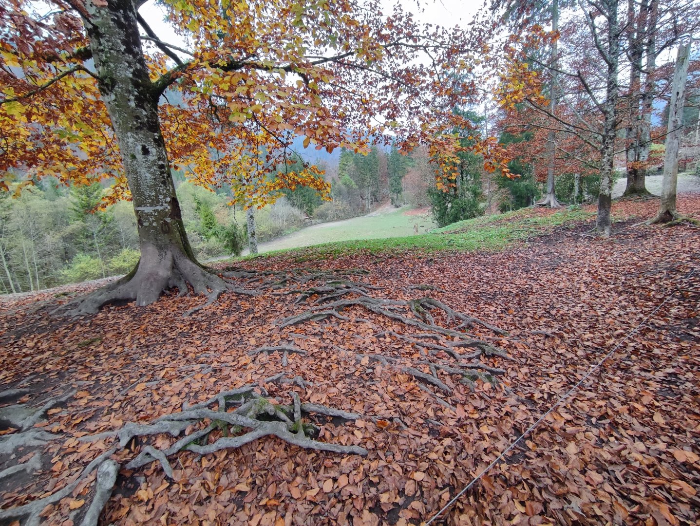 European wild boar enclosure - Wildpark Grünau/Cumberland