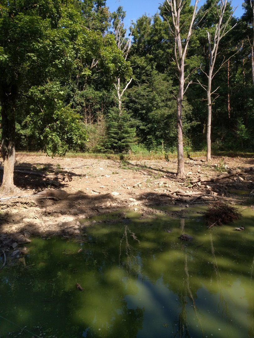 European wild boar Enclosure