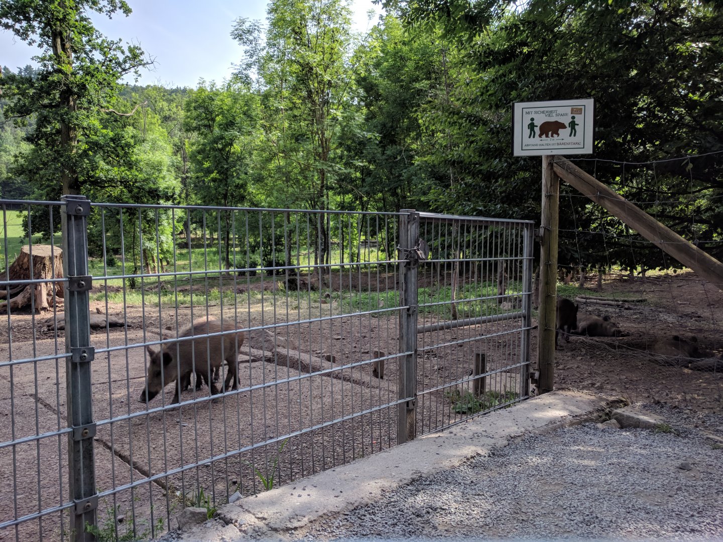 European Wild Boar Enclosure