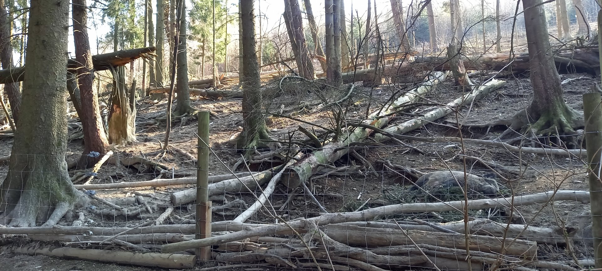 European wild boar enclosure