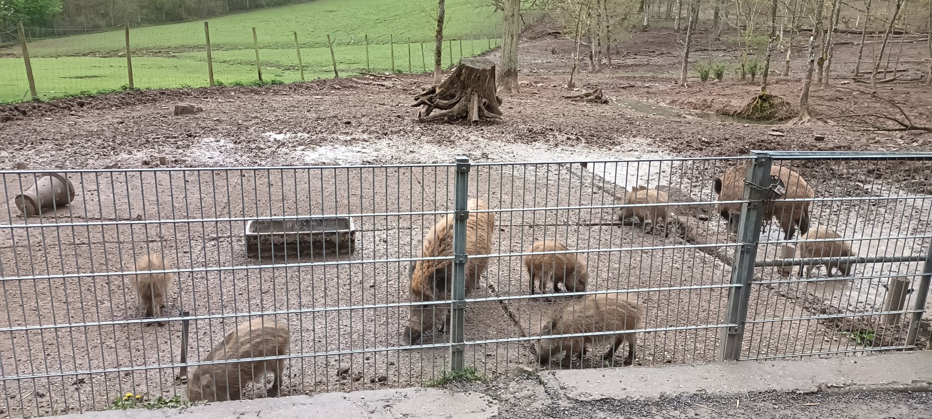 European wild Boar Enclosure