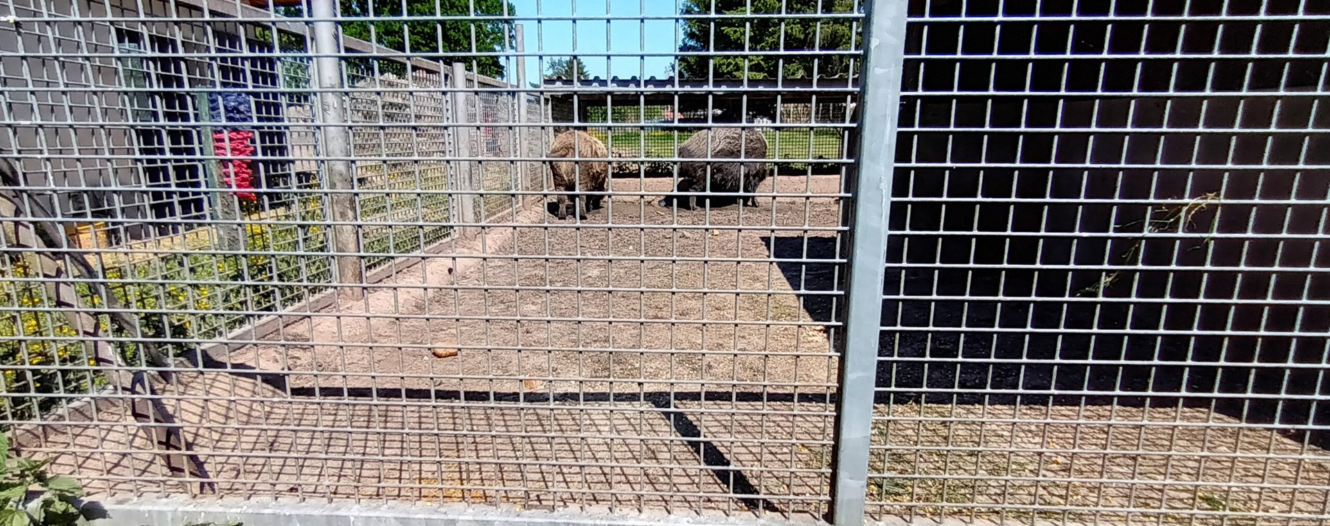 European wild Boar Enclosure
