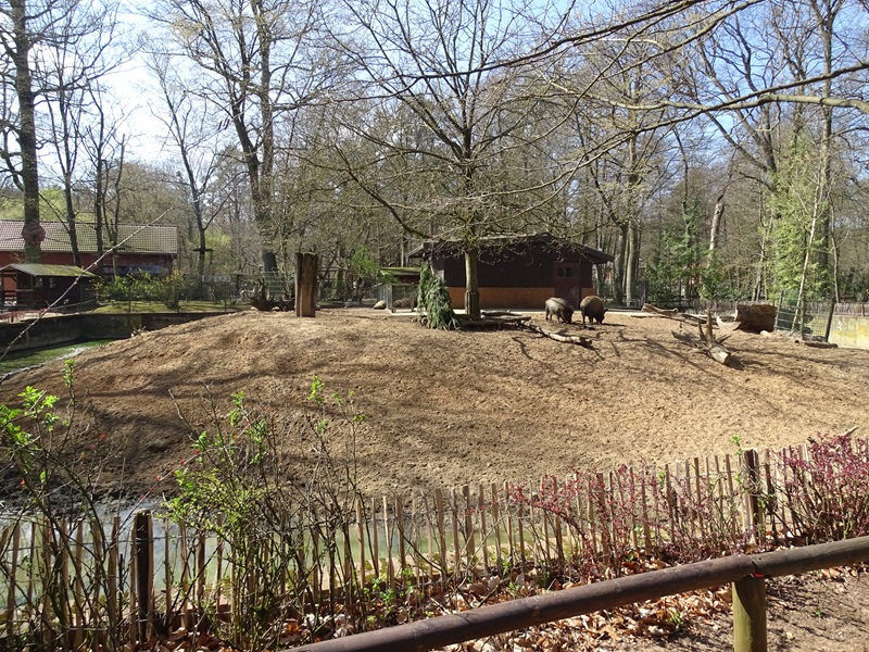 European wild boar enclosure