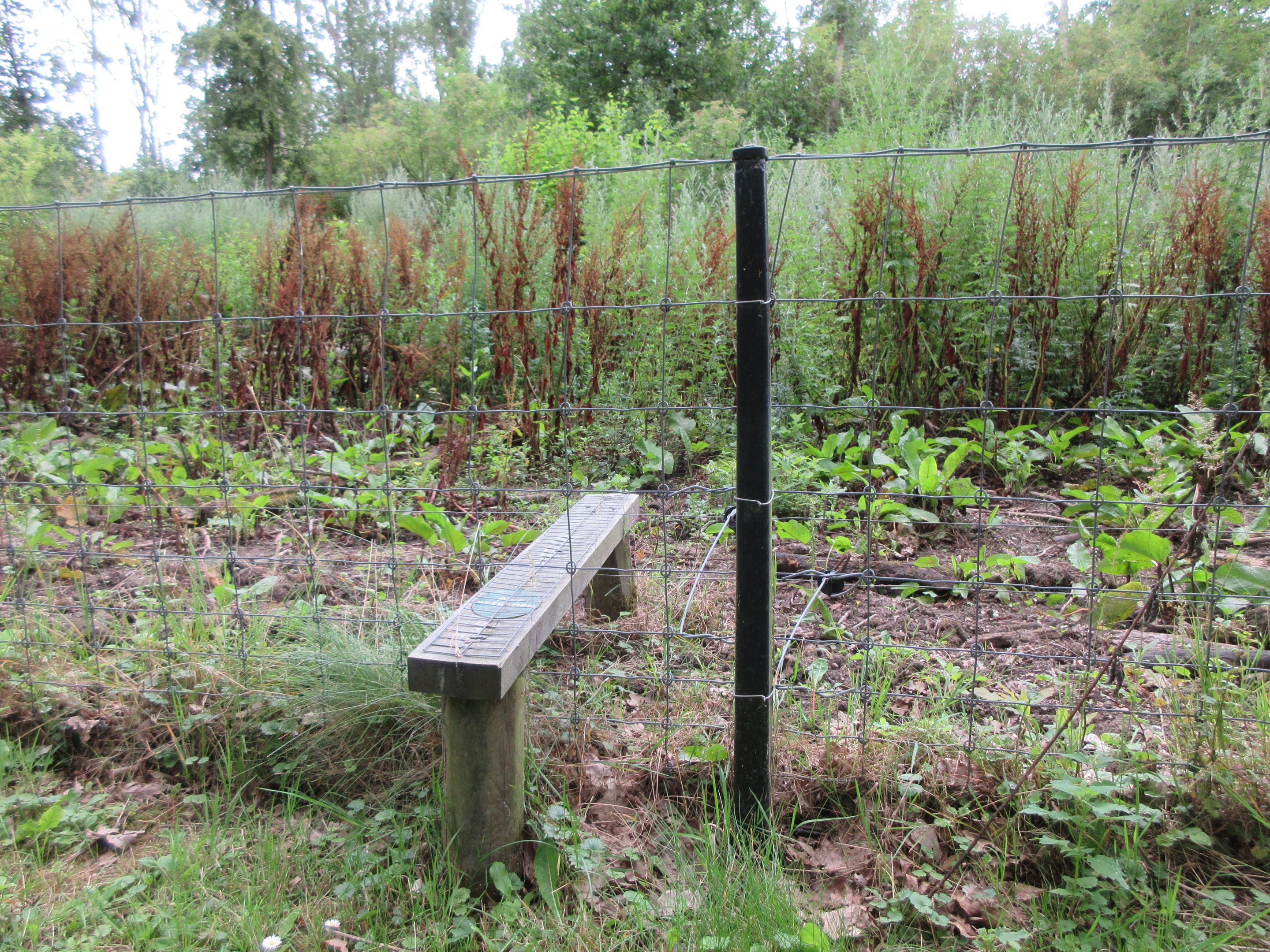 European Wild Boar Exhibit (anyone can easily step into it!)
