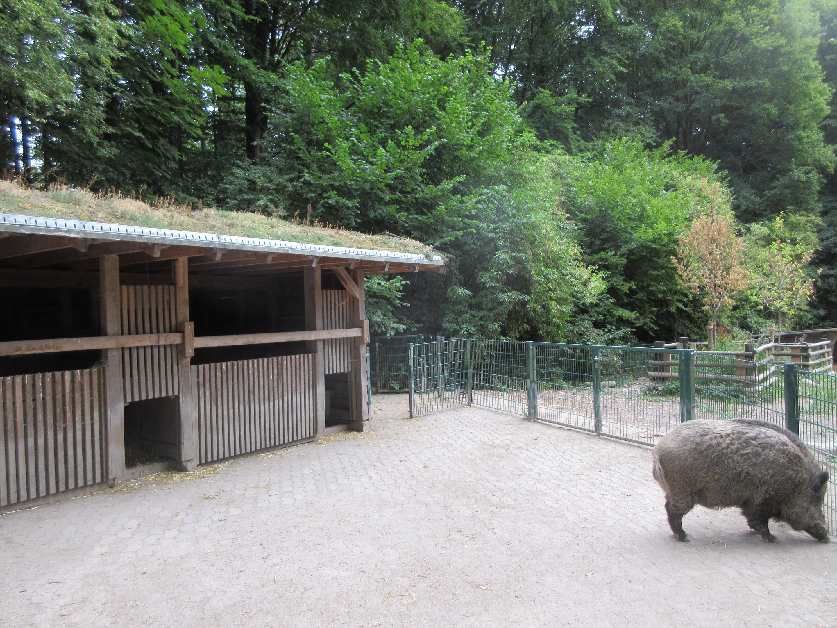 European Wild Boar Exhibit - side yard