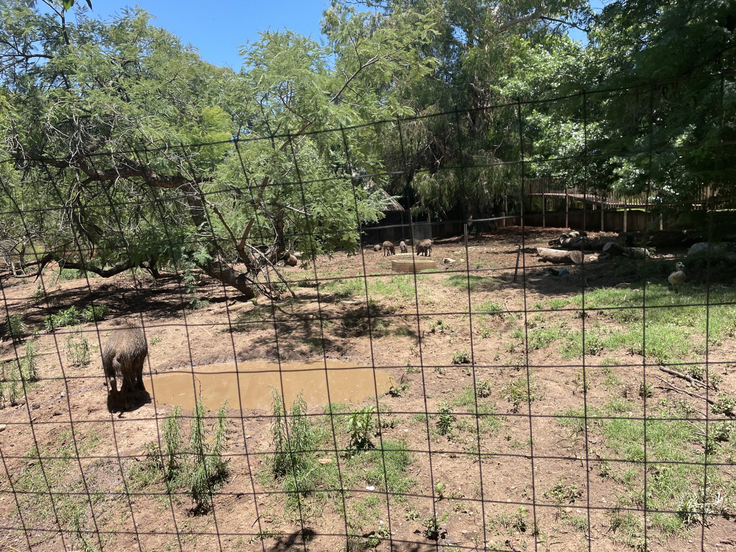 European Wild Boar Exhibit  (Sus Scrofa), Formerly Red River Hog (Potamochoerus porcus)