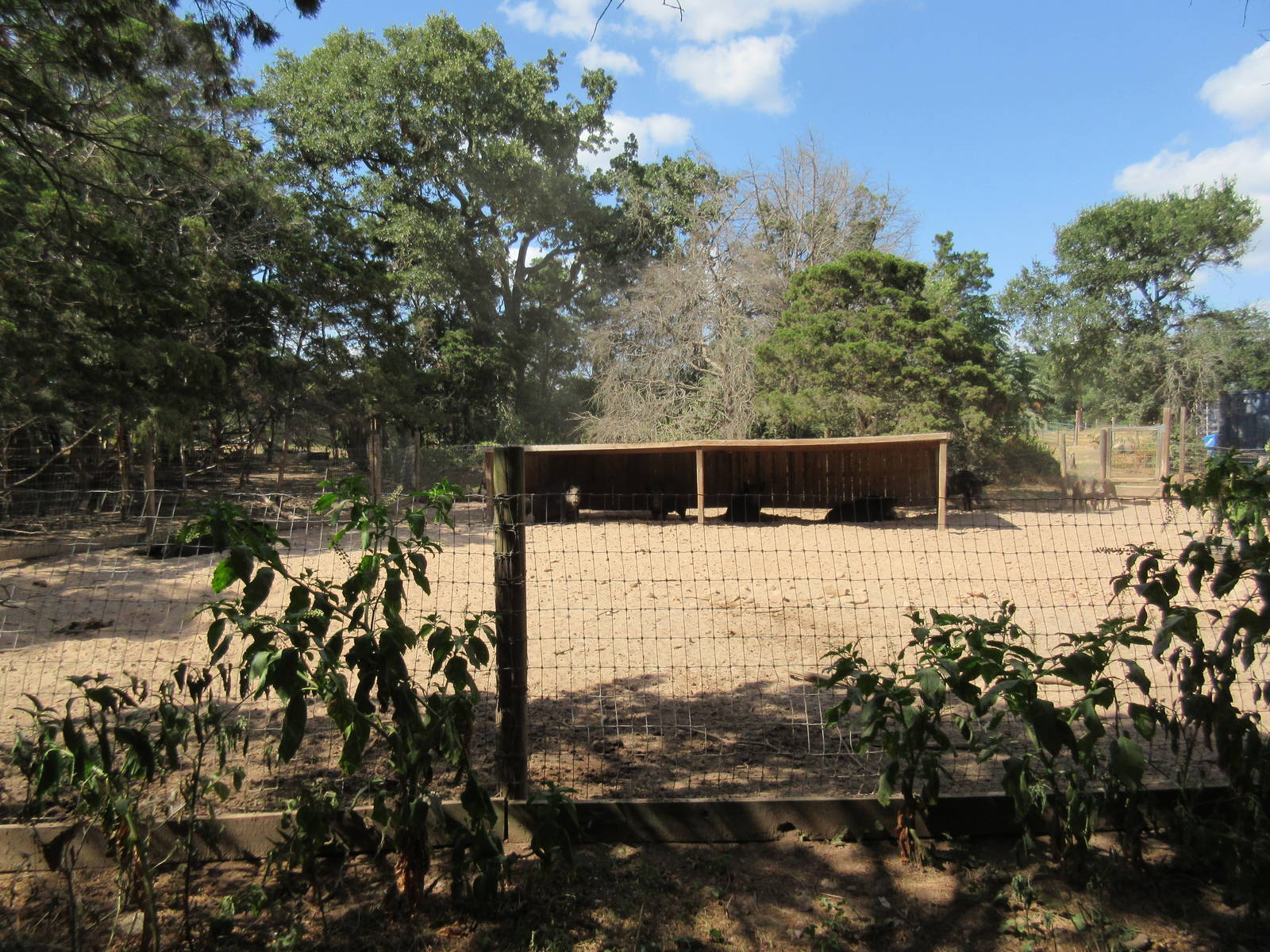 European Wild Boar Exhibit