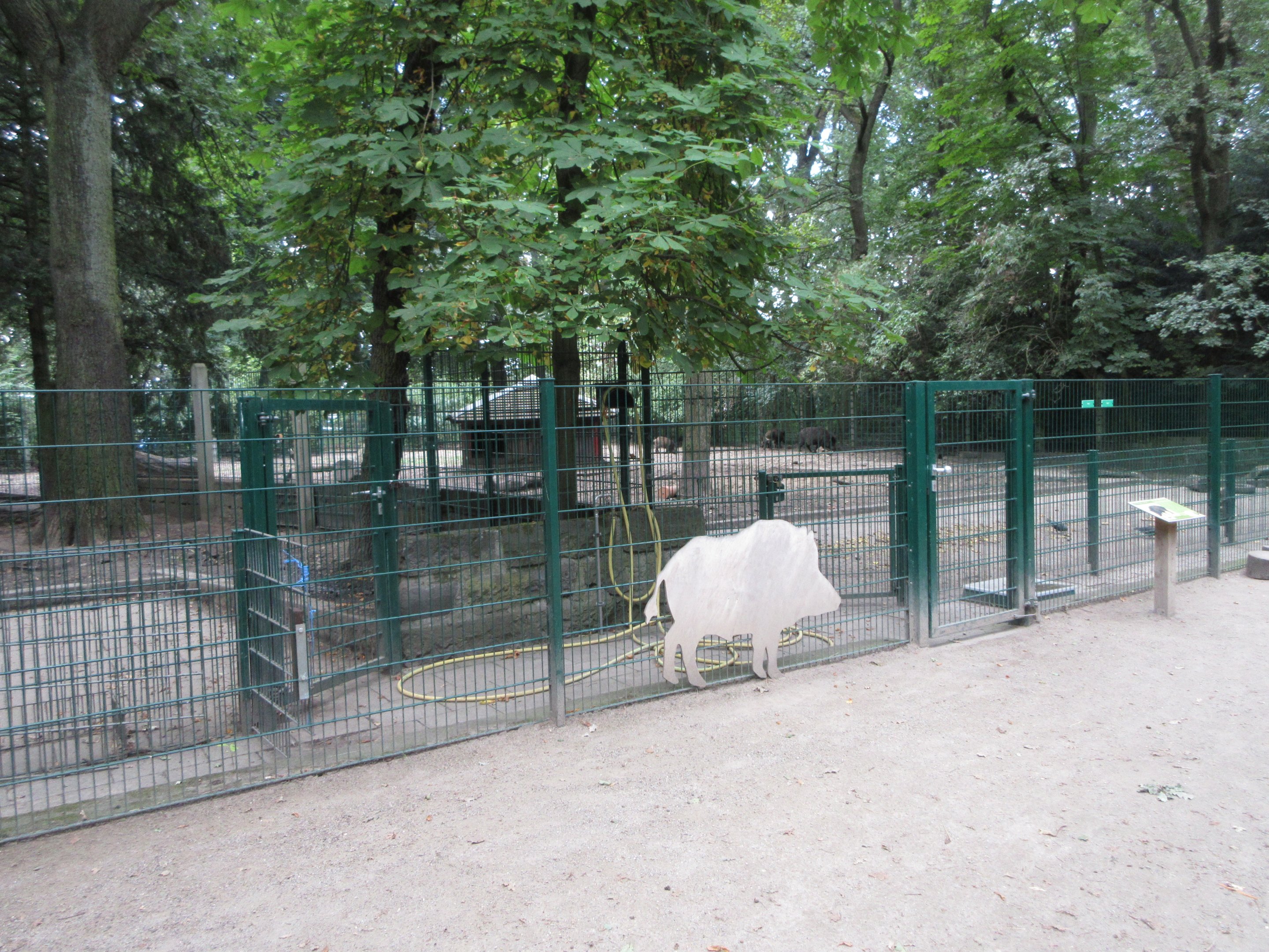 European Wild Boar Exhibit