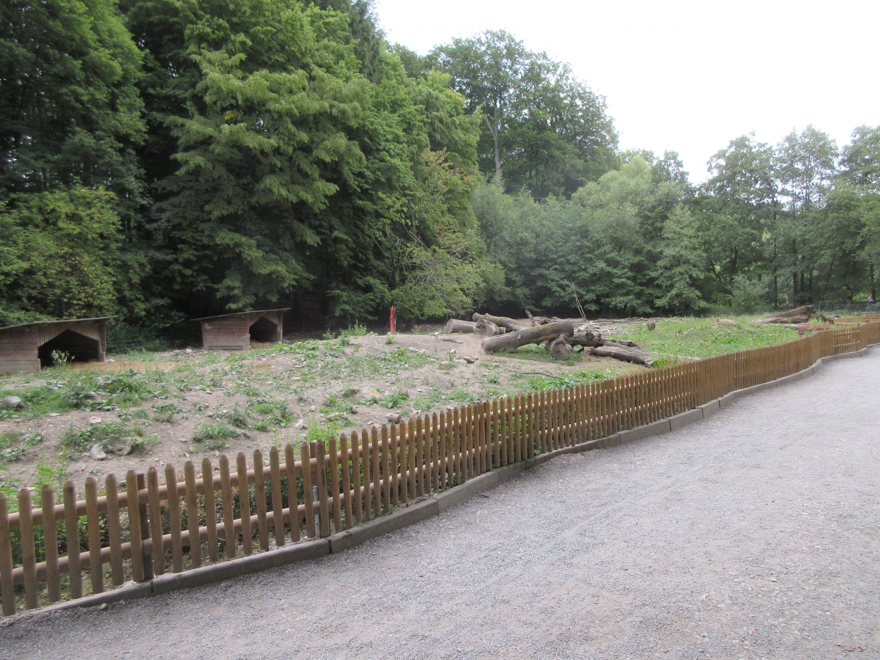 European Wild Boar Exhibit