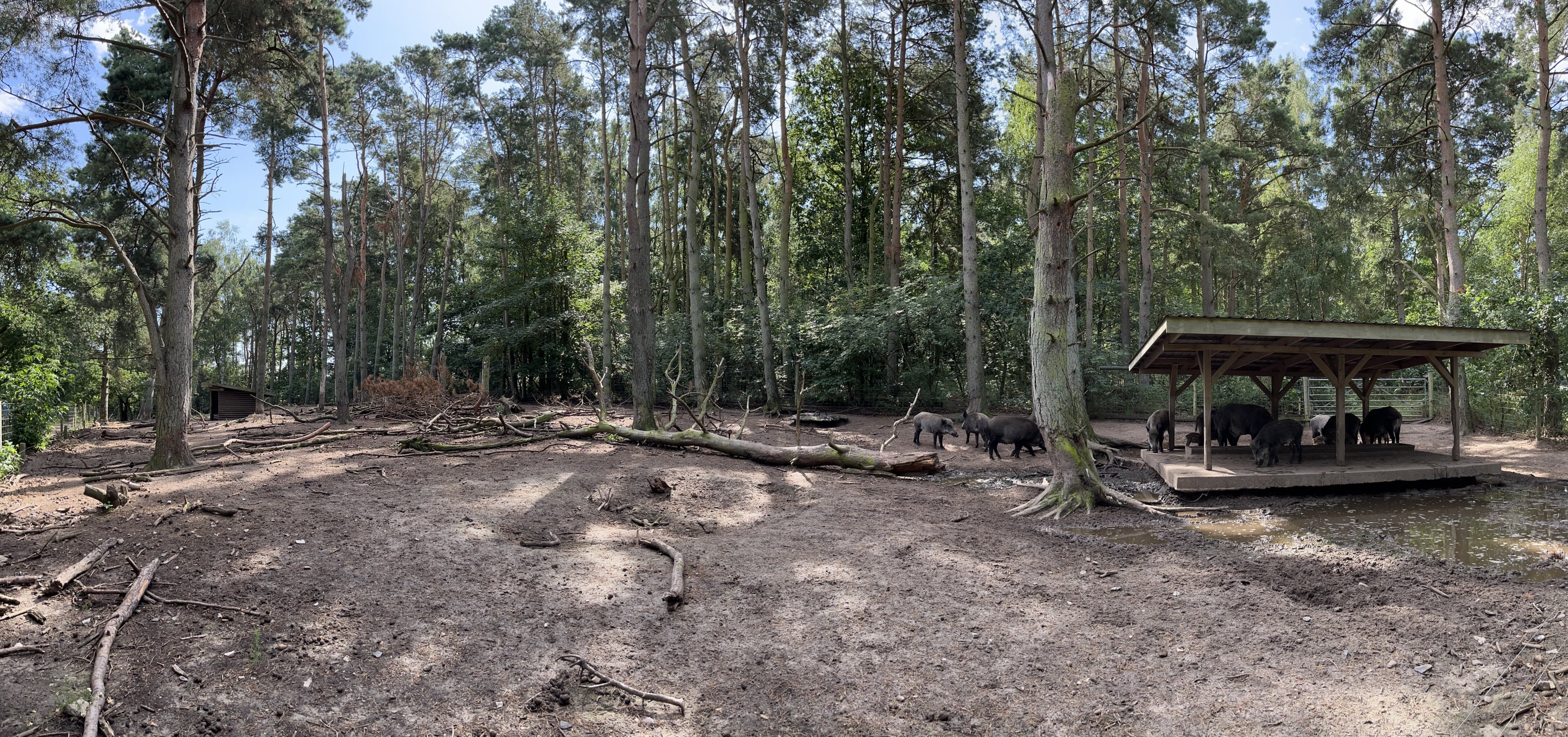 European Wild Boar Exhibit
