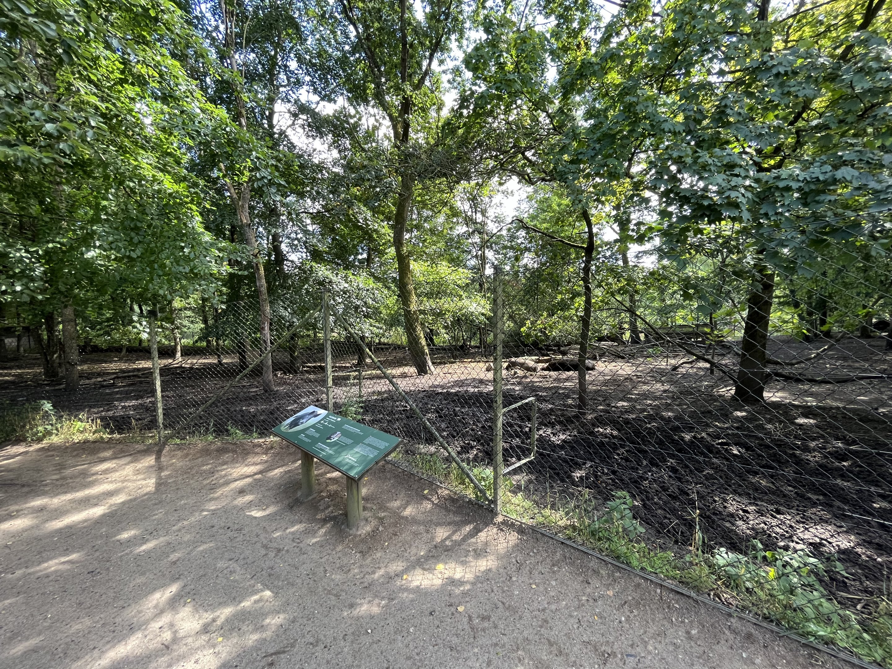 European Wild Boar Exhibit