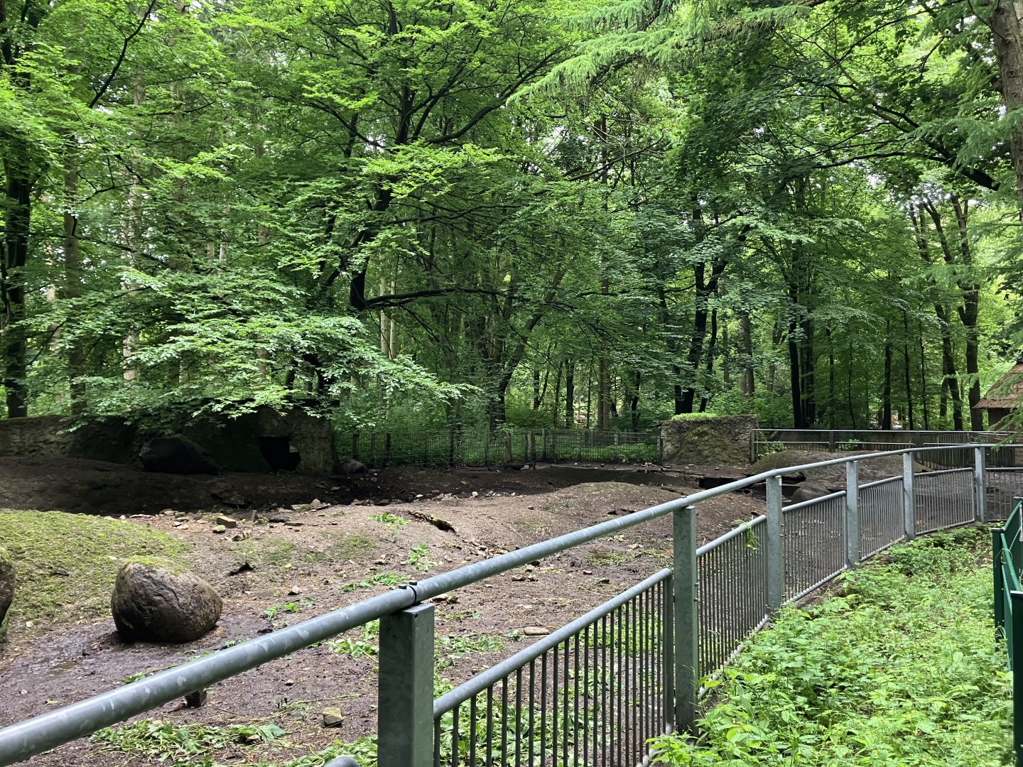 European wild boar exhibit