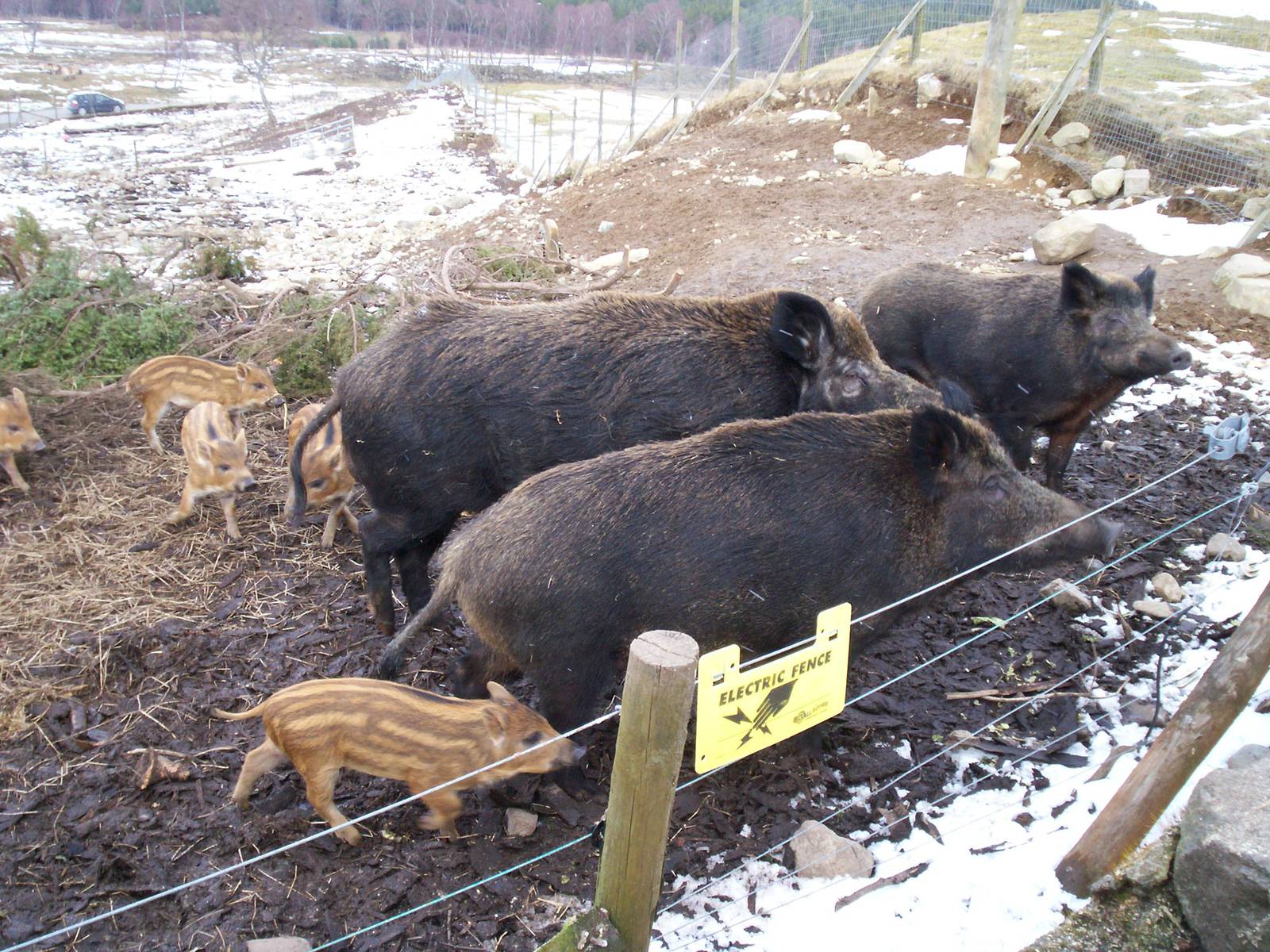 European wild boar family at HWP