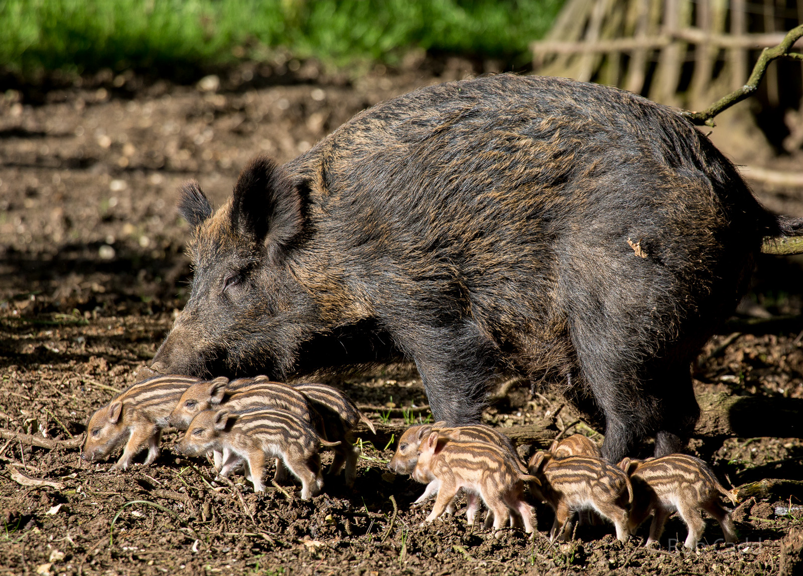 European wild boar (sow and piglets) : Whipsnade : 18 May 2014