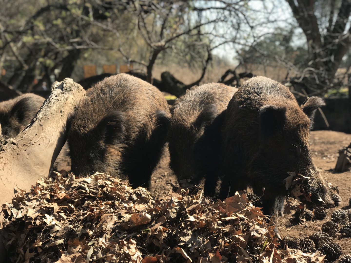 European Wild Boar (Sus scrofa)