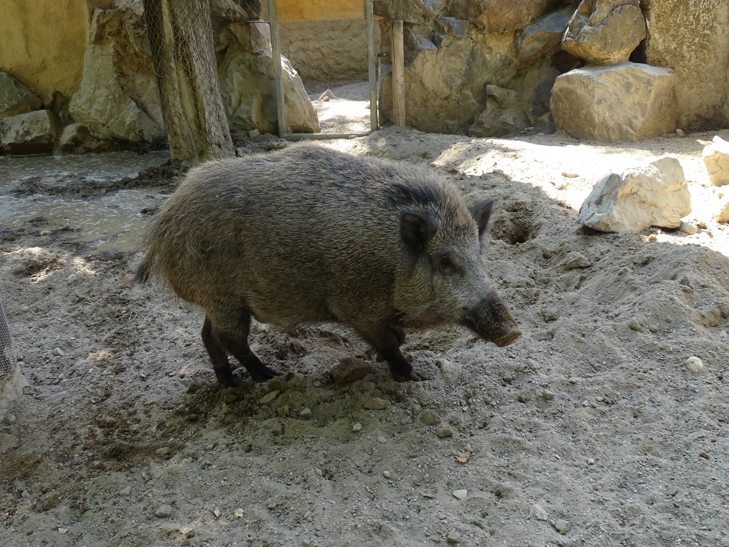 European wild boar (Sus scrofa)