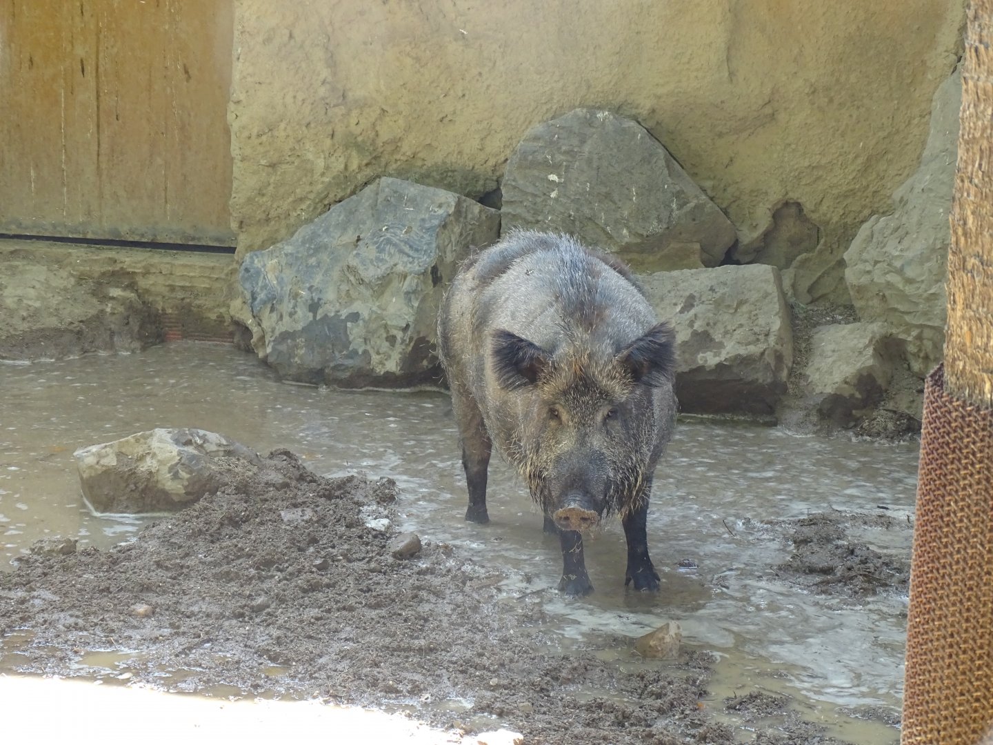 European wild boar (Sus scrofa)