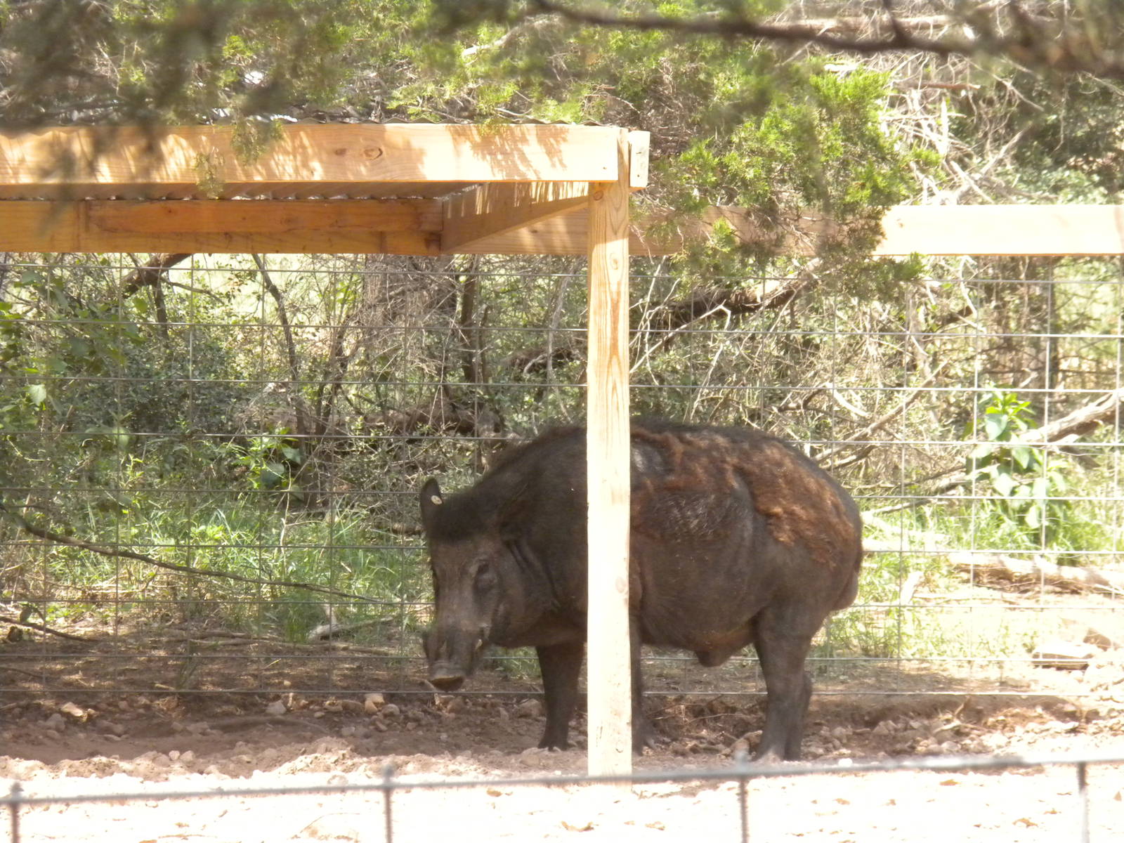 European Wild Boar