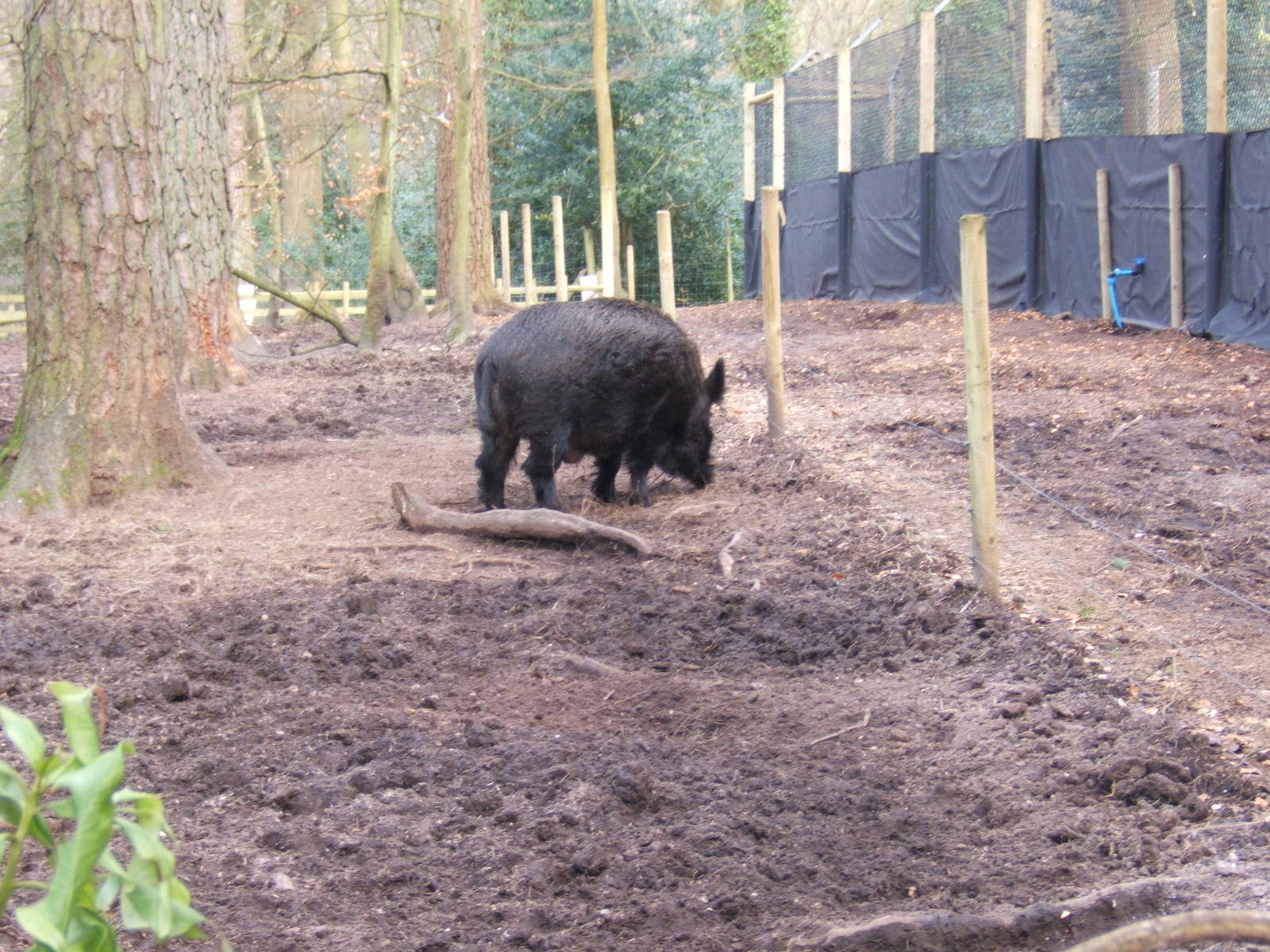 European Wild Boar