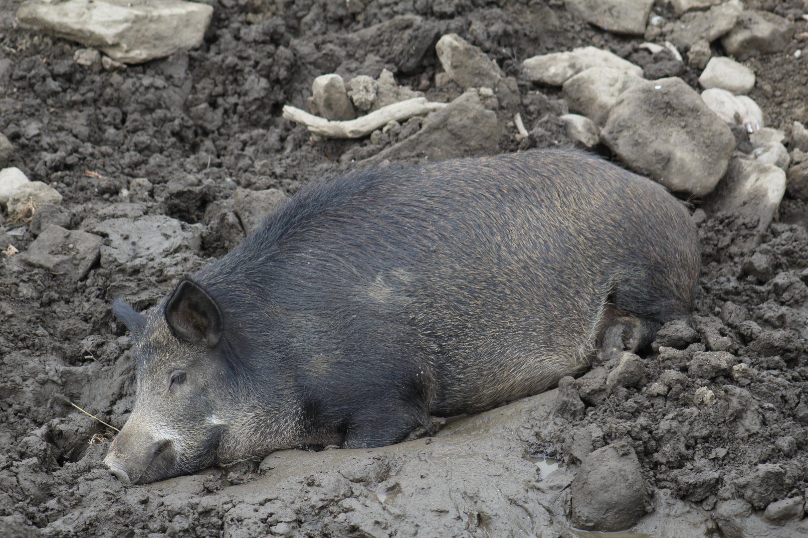 European Wild Boar