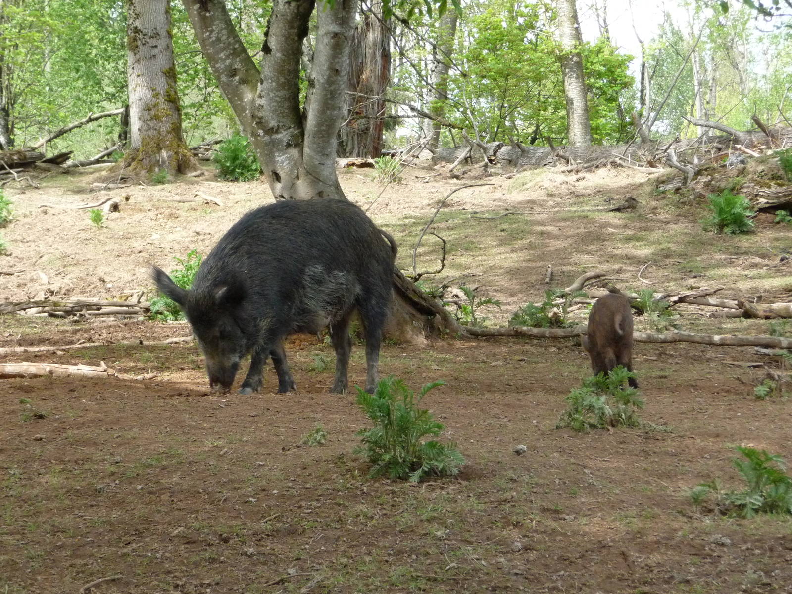 European Wild Boar