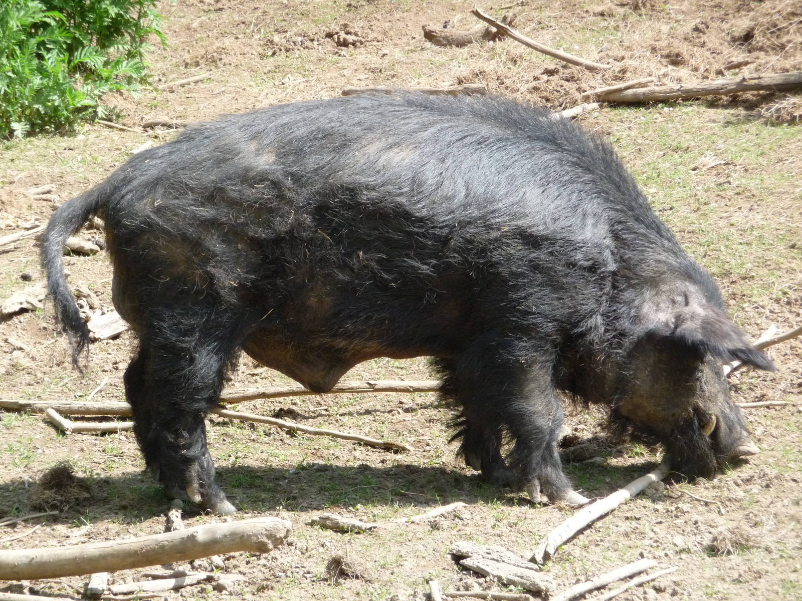 European Wild Boar