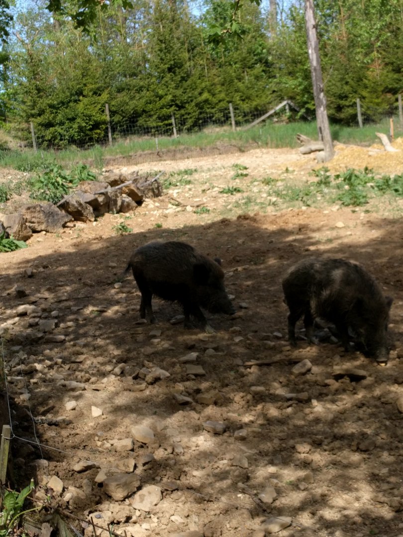European wild boar