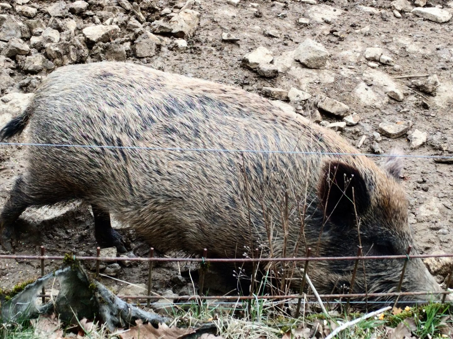 European Wild Boar