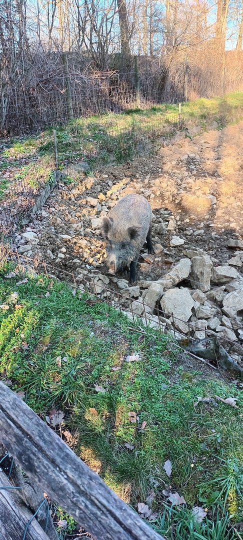 European Wild Boar